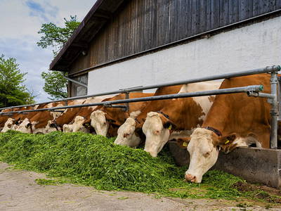 Bild 8 aus  Springerhof