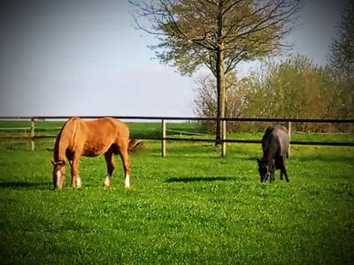 Bild 12 aus  Ferienhof Brömmelkamp - OLFEN- Sie haben ihr Ziel erreicht!