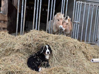 Bild 13 aus  Ferienhof Käsrah