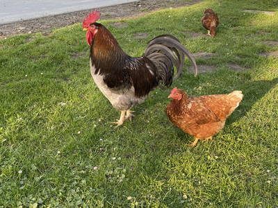 Bild 84 aus  Ferienhof Messer  Bauernhofurlaub  Ostseenähe  Ponys