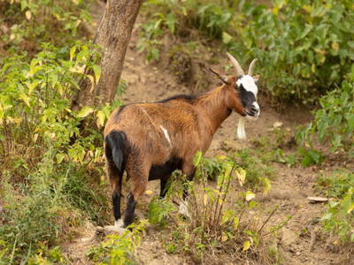 Bild 18 aus  Hof in Liebesdorf