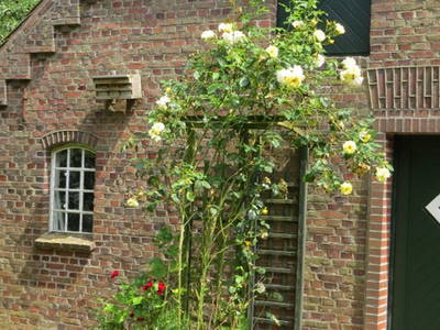 Bild 11 aus  Nase im Wind