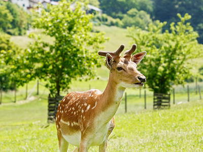 Bild 18 aus  Ferienhof Weltenburg