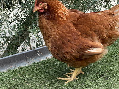 Bild 13 aus  Agriturismo Valle Chiappella