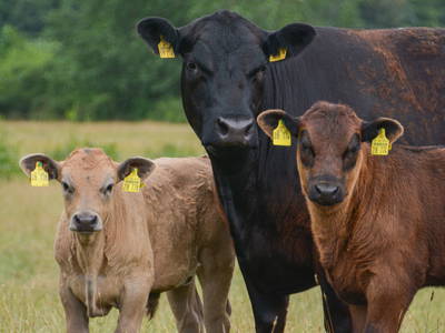 Bild 19 aus  Bauernhof Krebs