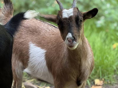 Bild 32 aus  Hof in Liebesdorf