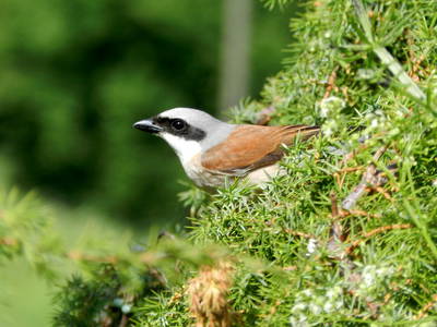 Bild 19 aus  Lärchhof