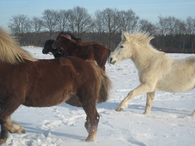 Bild 21 aus  Ferienhof-Marx