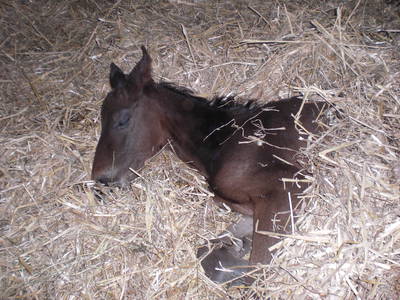 Bild 44 aus  Lindenhof