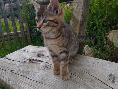 Bild 15 aus  Familienferienhof Kroner