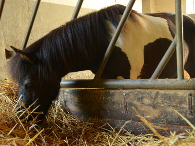 Bild 40 aus  Ostseeferienhof Tralau