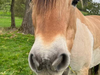 Bild 36 aus  Ferienhof Dingeldey