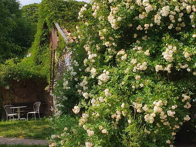 Bild 33 aus  Urlaub unterm Reet