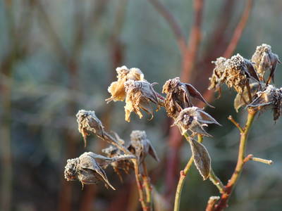 Bild 28 aus  Callhof Biohof