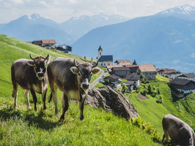 Bild 31 aus  Wiesbauer - Urlaub in Schenna - Südtirol