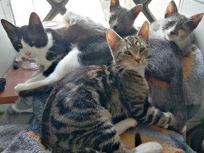 Unsere Katzen auf dem Westerhof