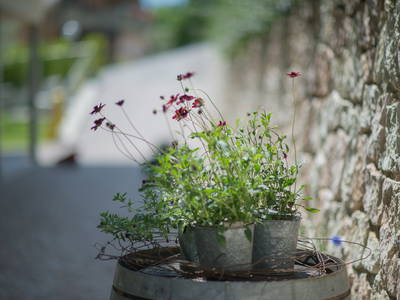 Bild 22 aus  Ferienwohnungen Grabmayrhof