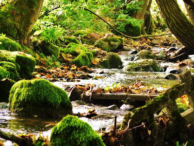 Bild 25 aus  Burgbauernhof am Katzenstein - Ursprünglichkeit des Landlebens gepaart mit Gesundheit und Luxus