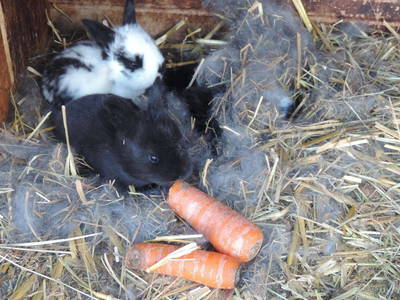 Bild 35 aus  Auf'm Reifnhof: Ihr Kreativhof am Simssee im Chiemgau