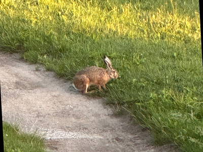 Bild 17 aus  Hof Belvedere an der Ostsee
