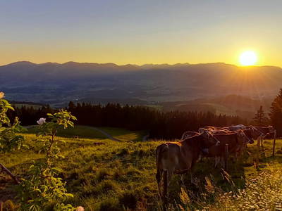 Bild 15 aus  Ferienhof Dauser