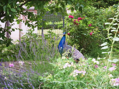Bild 14 aus  Schloss Schmarsow