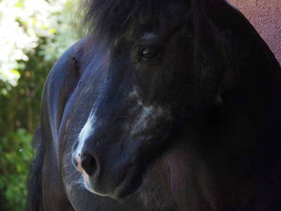 Bild 35 aus  Ferienhof Tödter