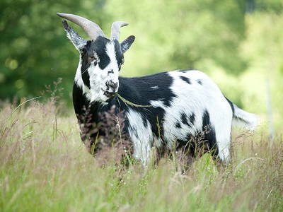 Bild 15 aus  Hirzighof