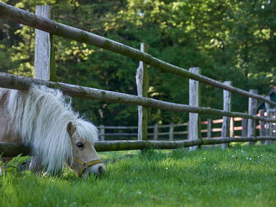 Bild 8 aus  Ferienhof Meinerdingen GbR