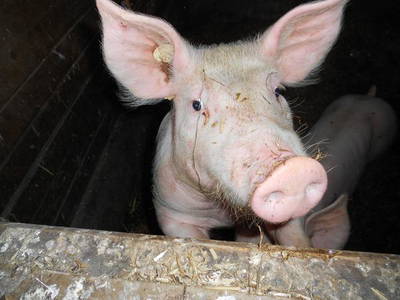 Bild 11 aus  Ferienbauernhof Mau