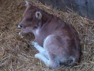 Bild 7 aus  Ferienhof Jansen