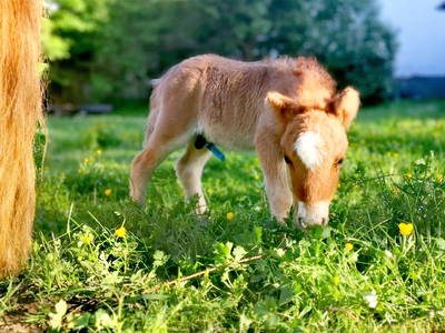 Bild 39 aus  Ponyferienhof