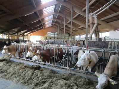 Bild 38 aus  Mayerhof