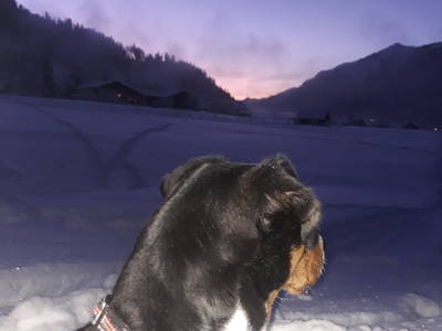 Bild 35 aus  Bichlerhof