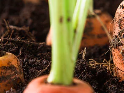 Bild 19 aus  Knödler Stadel