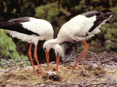 Bild 6 aus  Hof Havelarche