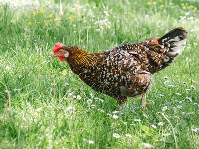 Bild 8 aus  Ferienhof Conrath