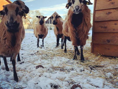 Bild 39 aus  Ferienhof Ritter im Harz