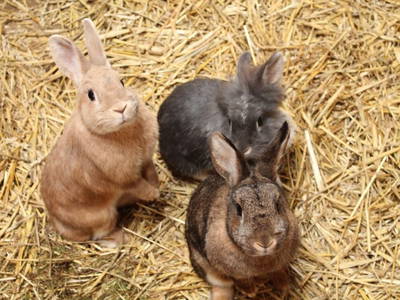 Bild 15 aus  Baustrup Hof