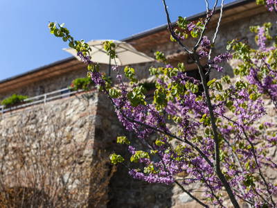 Bild 25 aus  Tenuta Il Cicalino