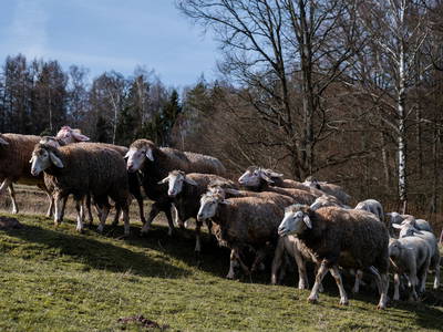 Bild 19 aus  Ferienhäuser Zur Schäferei