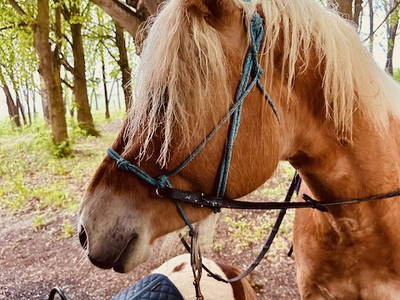 Bild 37 aus  Soodehof  Eins - Ihr Kinder-Erlebnisbauernhof in Nordhessen