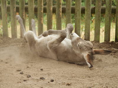 Der Esel Vroni fühlt sich "Pudelwohl"