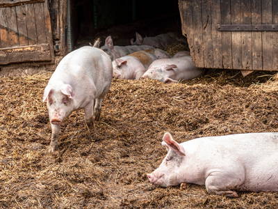 Von unseren Strohschweinen bekommen Sie im Hofladen Wurst und Fleisch