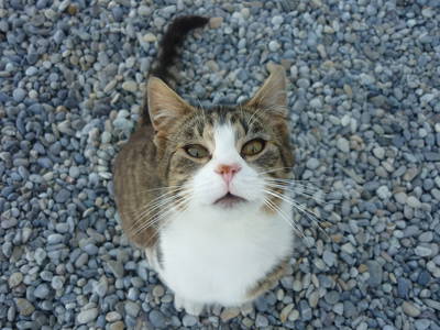 Wer streichelt mich?