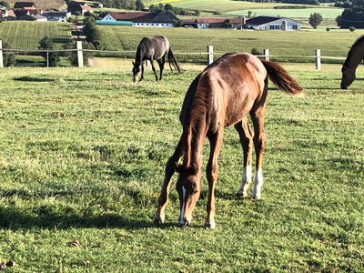 Bild 33 aus  Reitschule Fuchsenhof FN