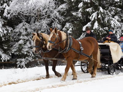 Bild 14 aus  Am Holderbusch