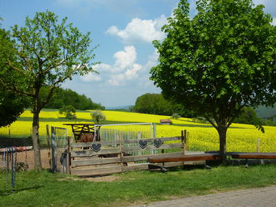 Frühling mit Rapsblüte
