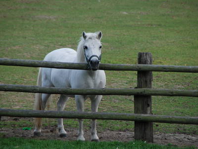Bild 4 aus  Ferienbauernhof