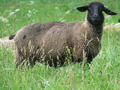 Bild 5 aus  Gut Waldhof